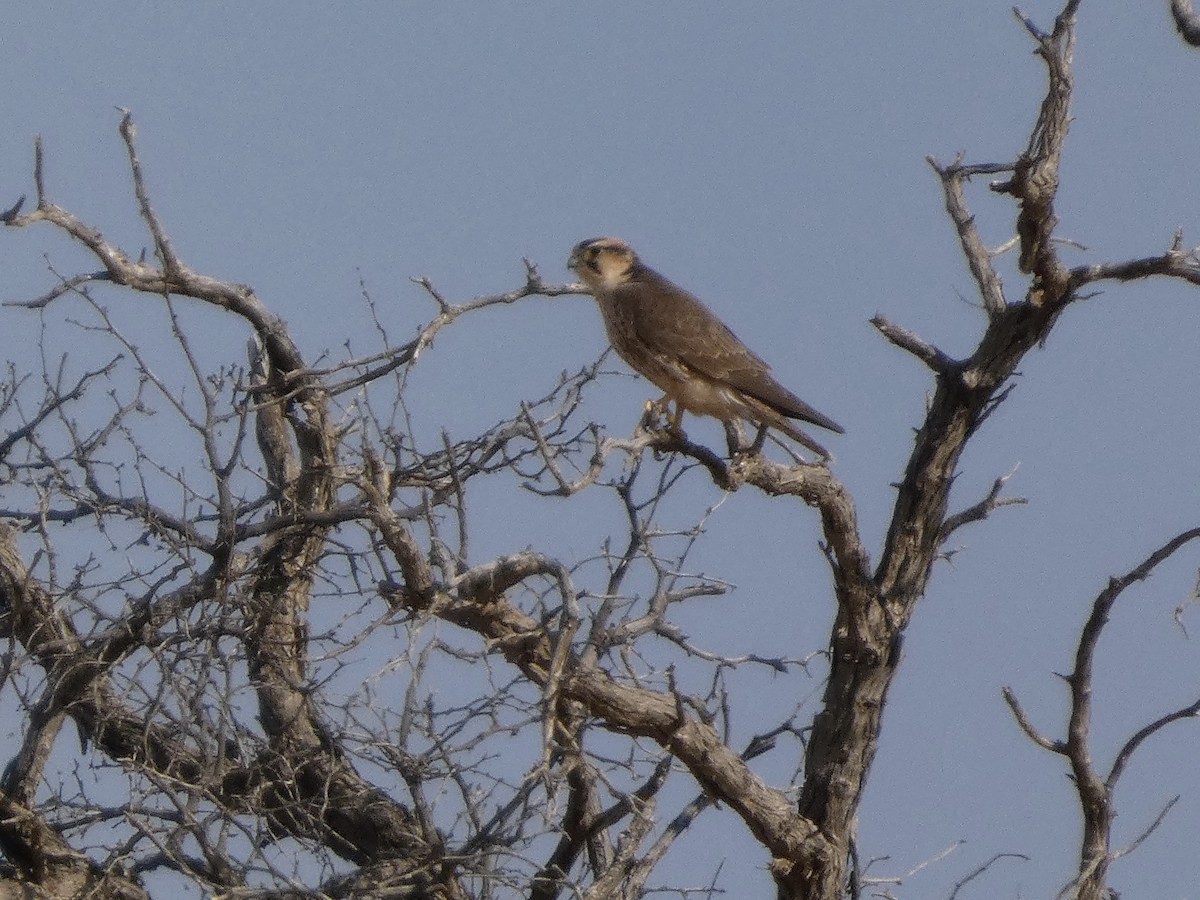 Lanner Falcon - ML641850722