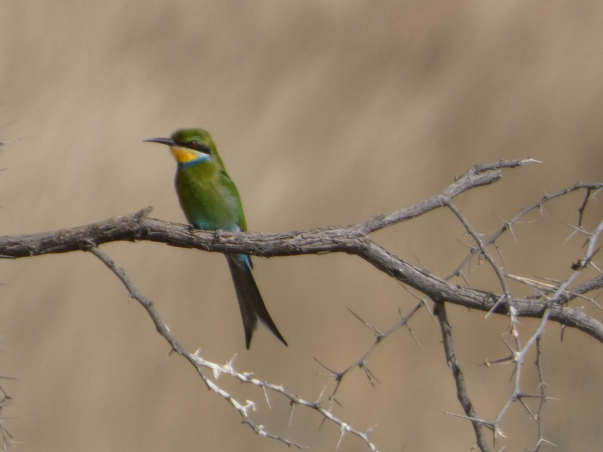 Swallow-tailed Bee-eater - ML641850731