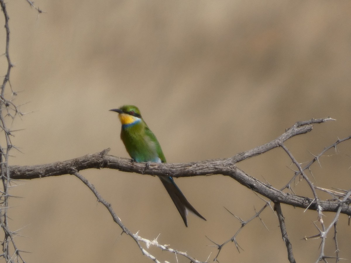 Swallow-tailed Bee-eater - ML641850732