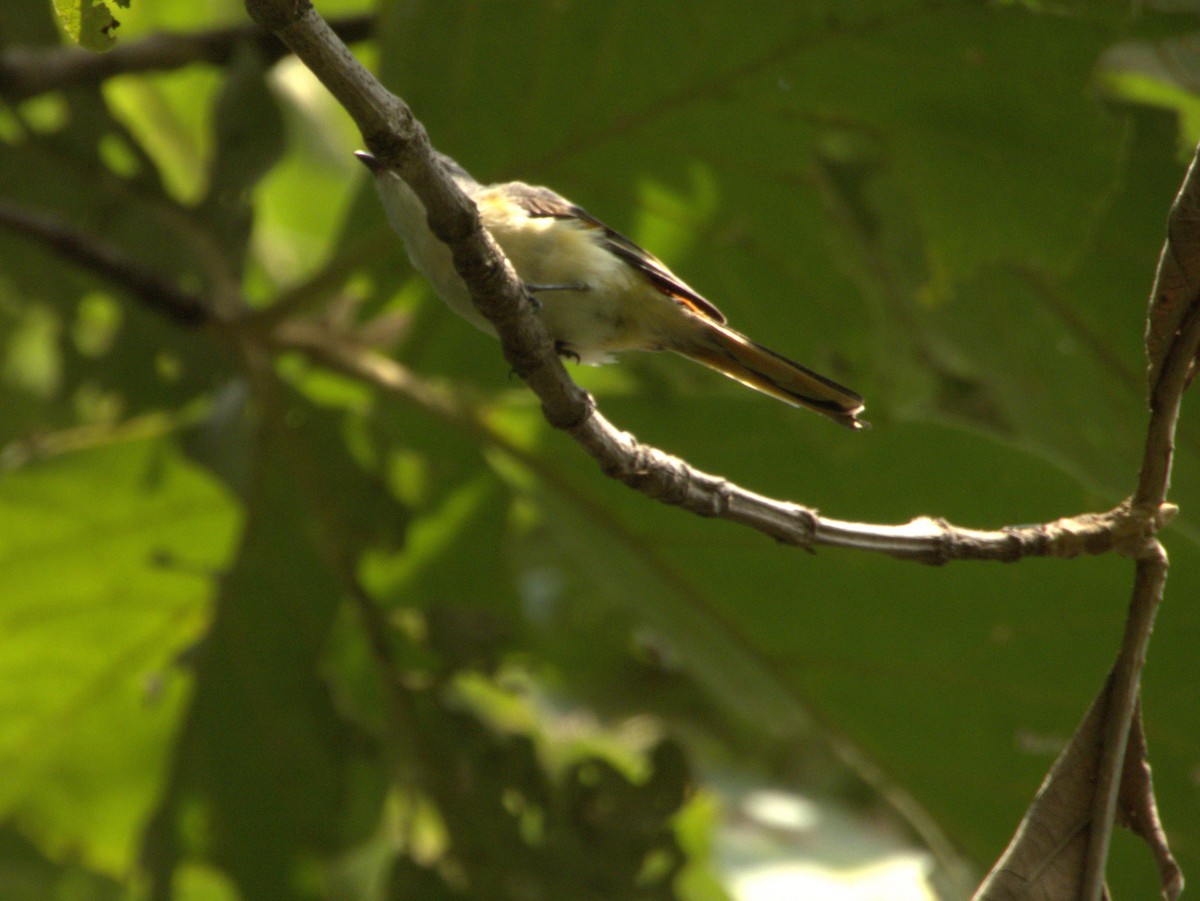 Small Minivet - ML641850735
