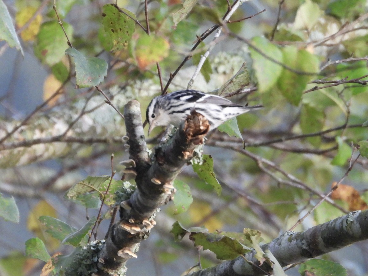 Black-and-white Warbler - ML641850738