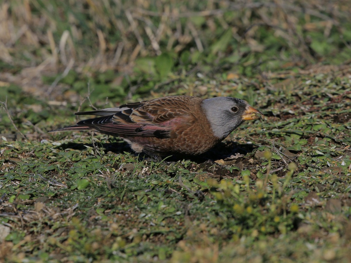 Gray-crowned Rosy-Finch - ML641850739