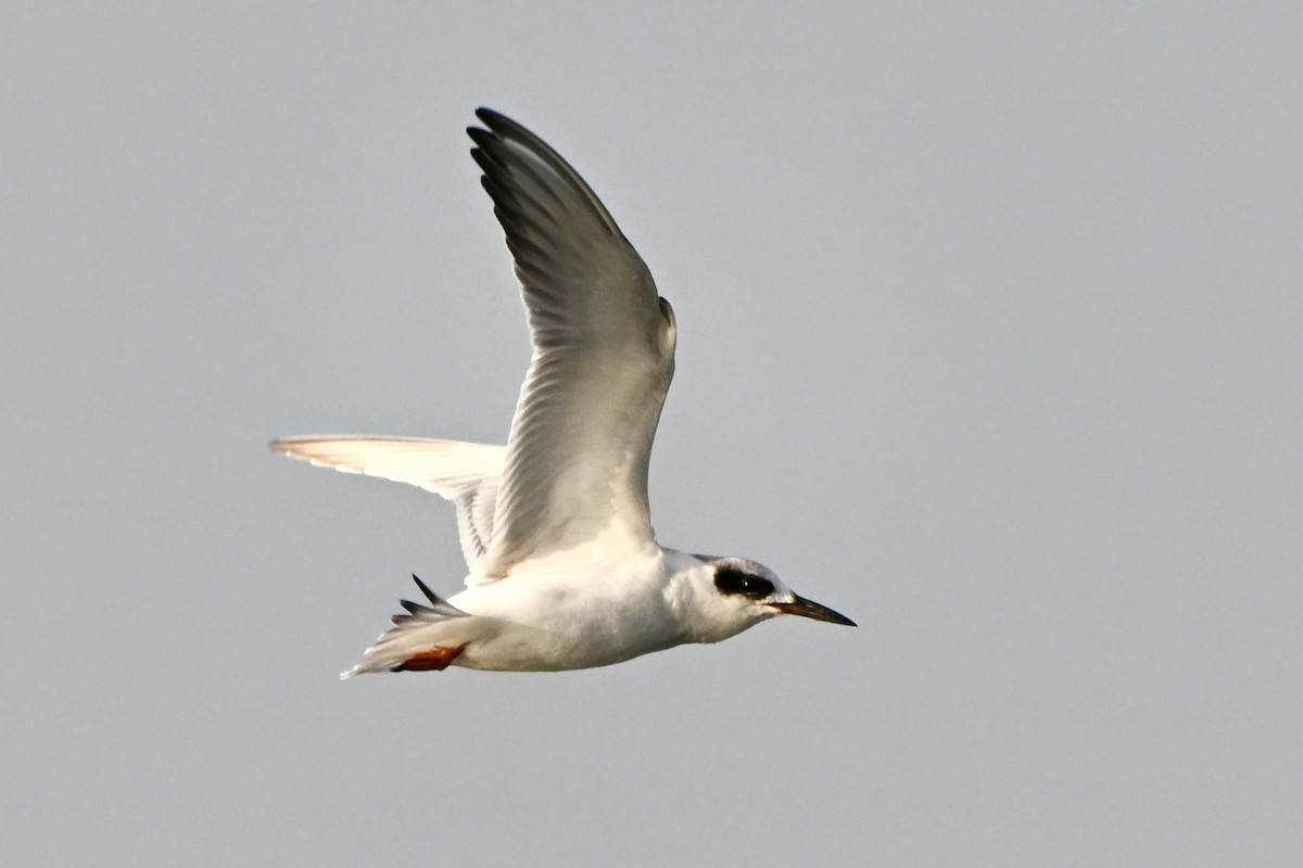 Forster's Tern - ML641850740