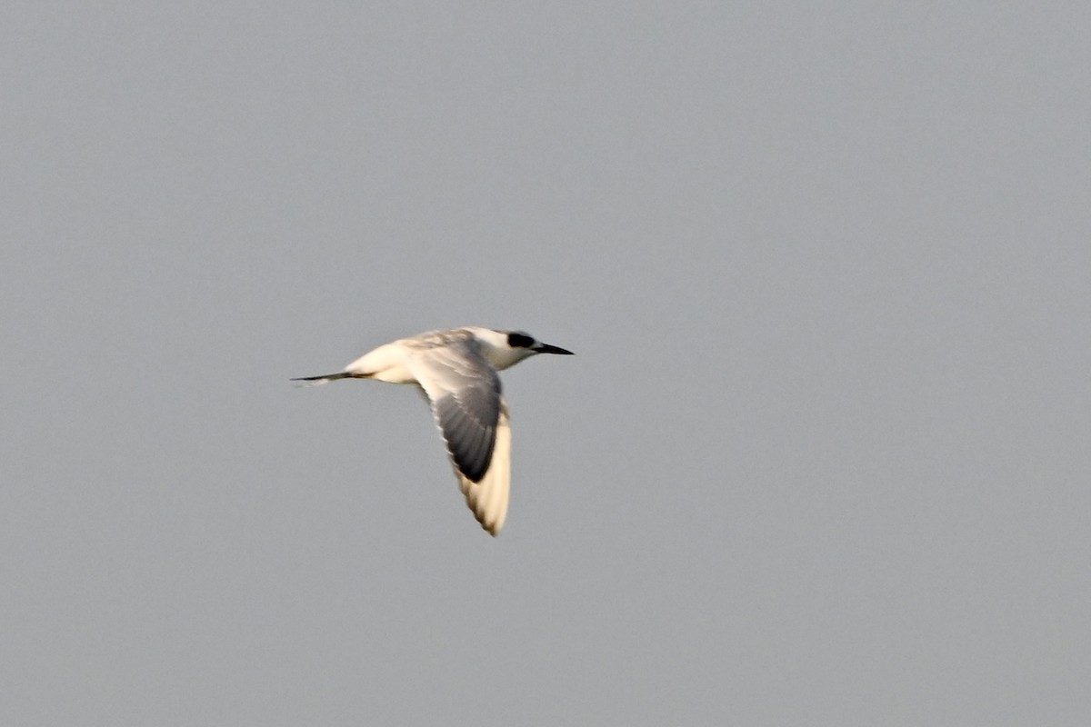 Forster's Tern - ML641850741
