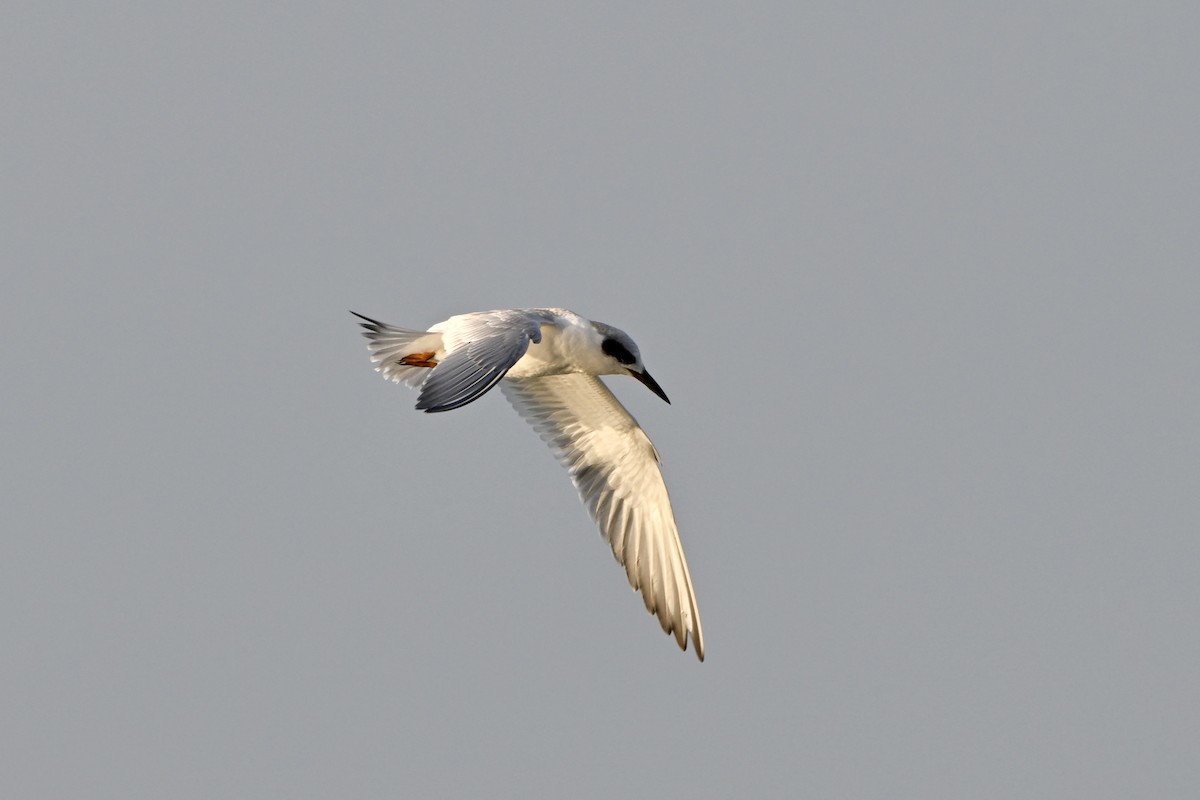 Forster's Tern - ML641850742