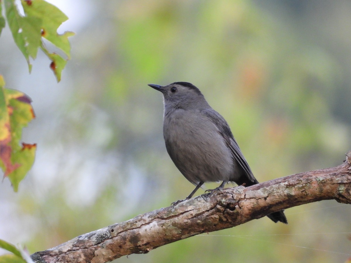 Gray Catbird - ML641850745