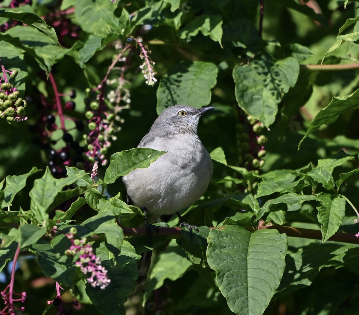 Northern Mockingbird - ML641850748