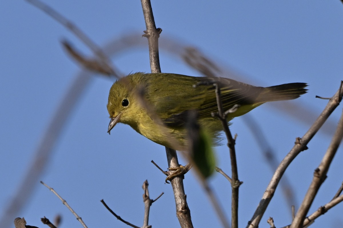 Yellow Warbler - ML641850758
