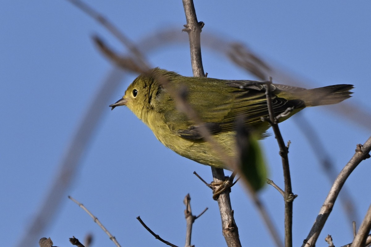 Yellow Warbler - ML641850759