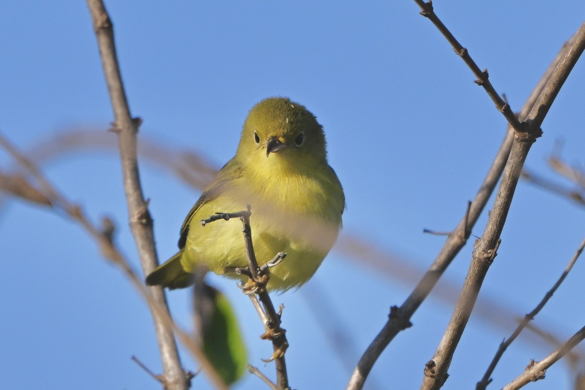 Yellow Warbler - ML641850760