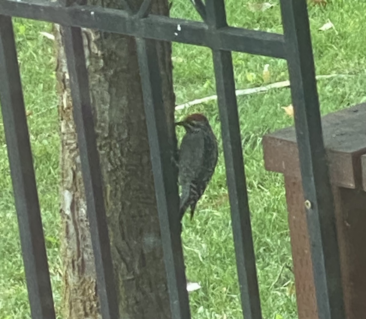 Red-naped Sapsucker - ML641850764