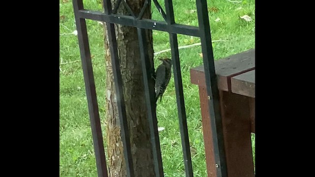 Red-naped Sapsucker - ML641850765
