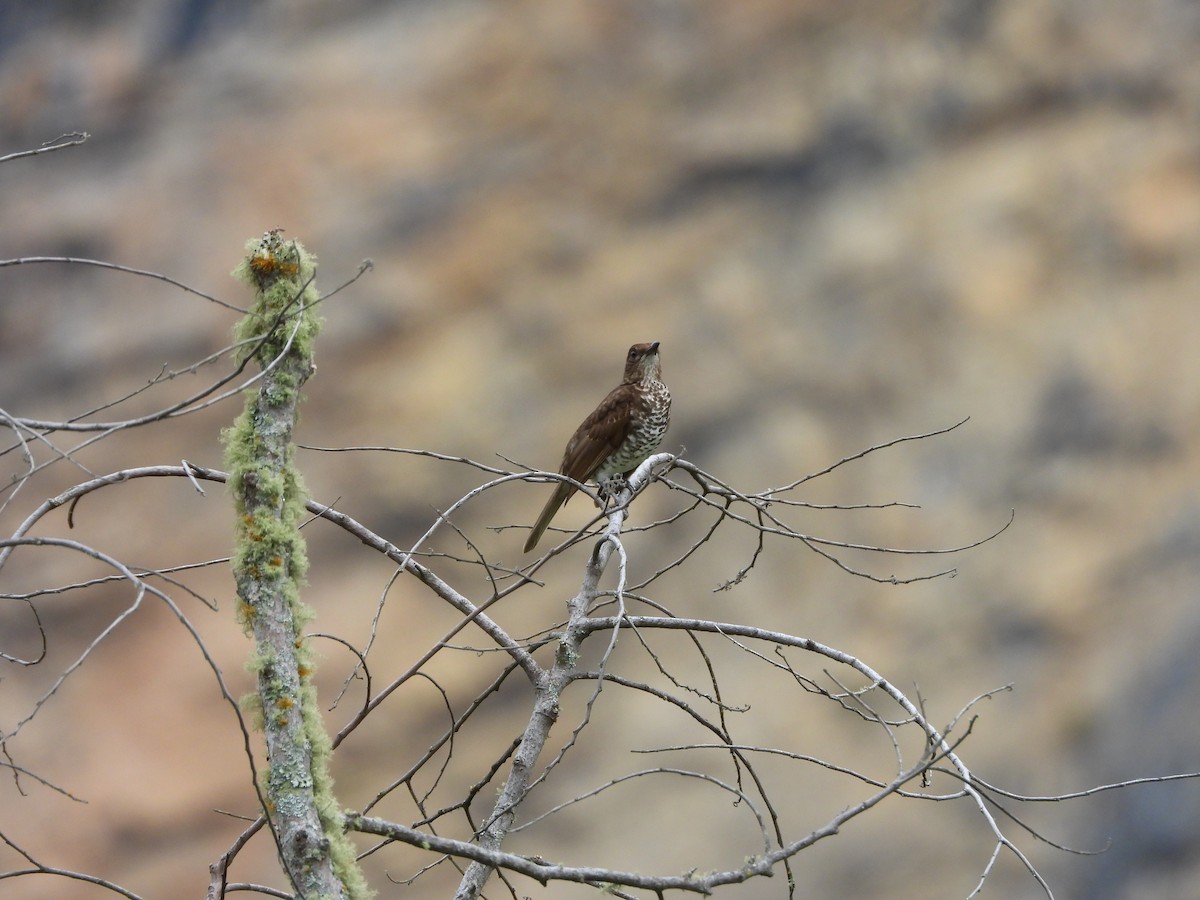 Marañon Thrush - ML641850769
