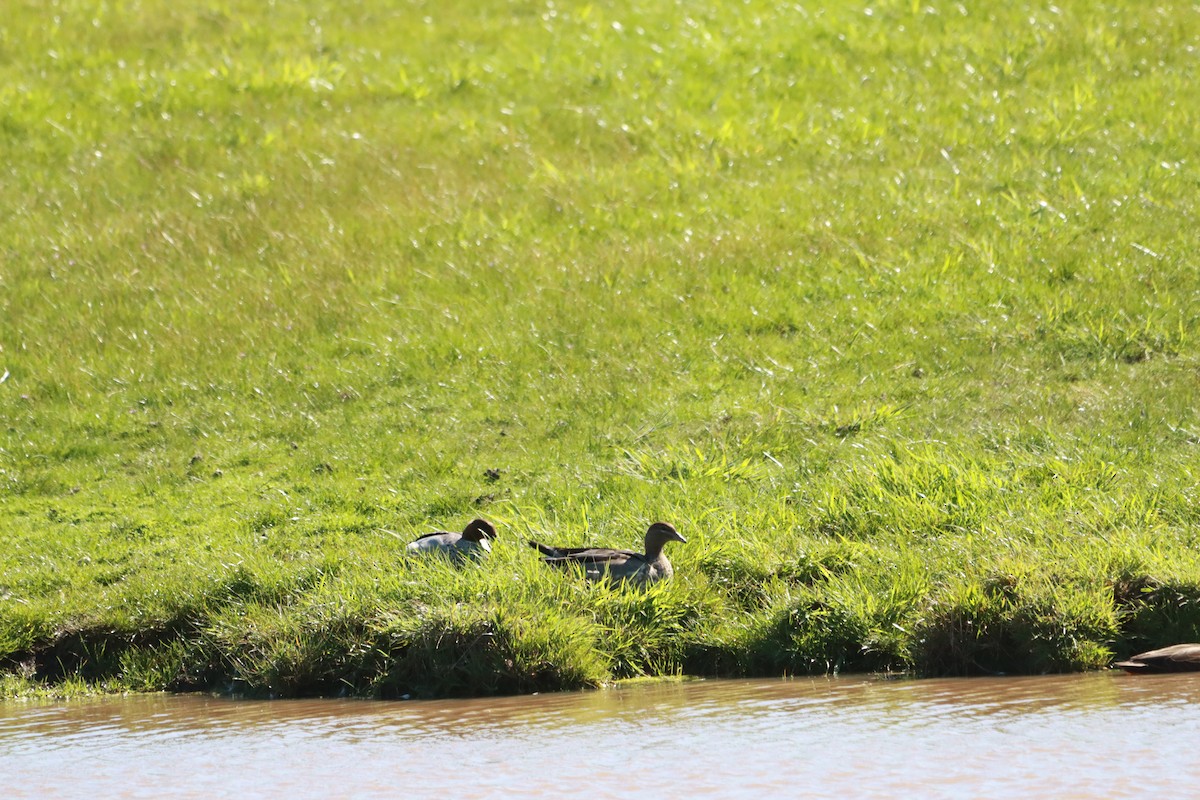Canard à crinière - ML641850770