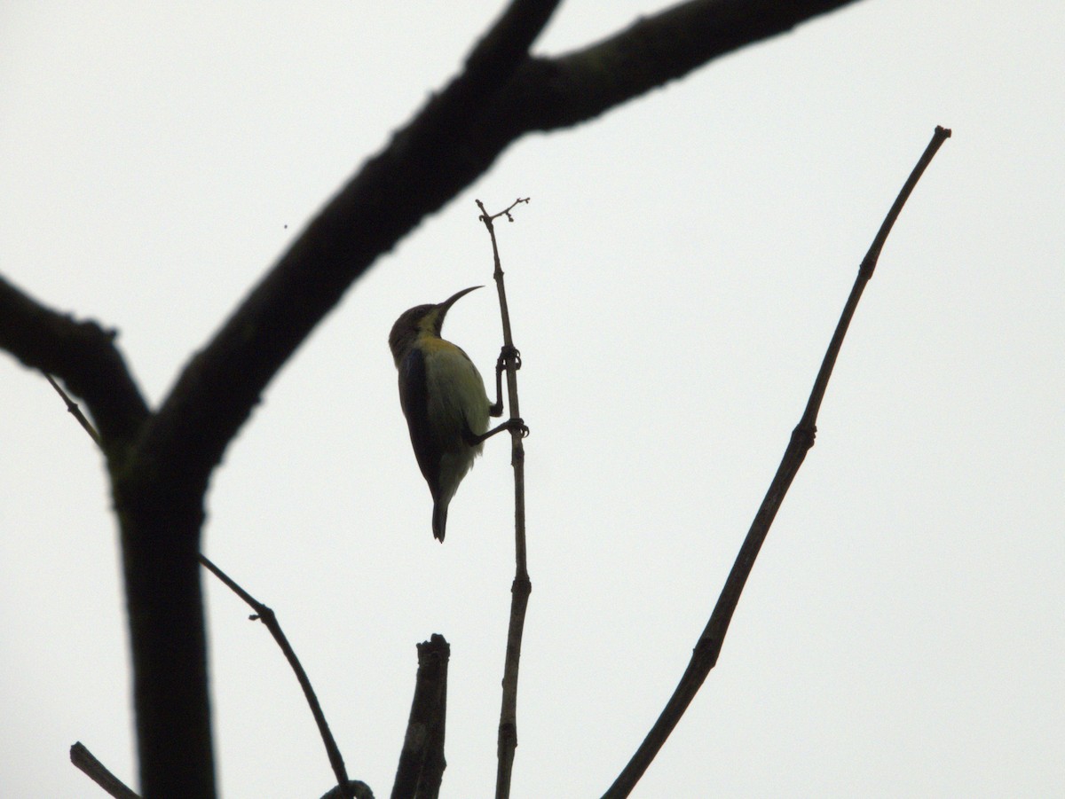 Purpurnektarvogel - ML641850786