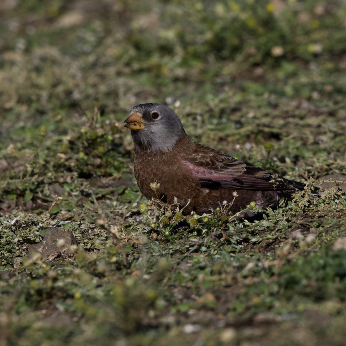 Gray-crowned Rosy-Finch - ML641850805