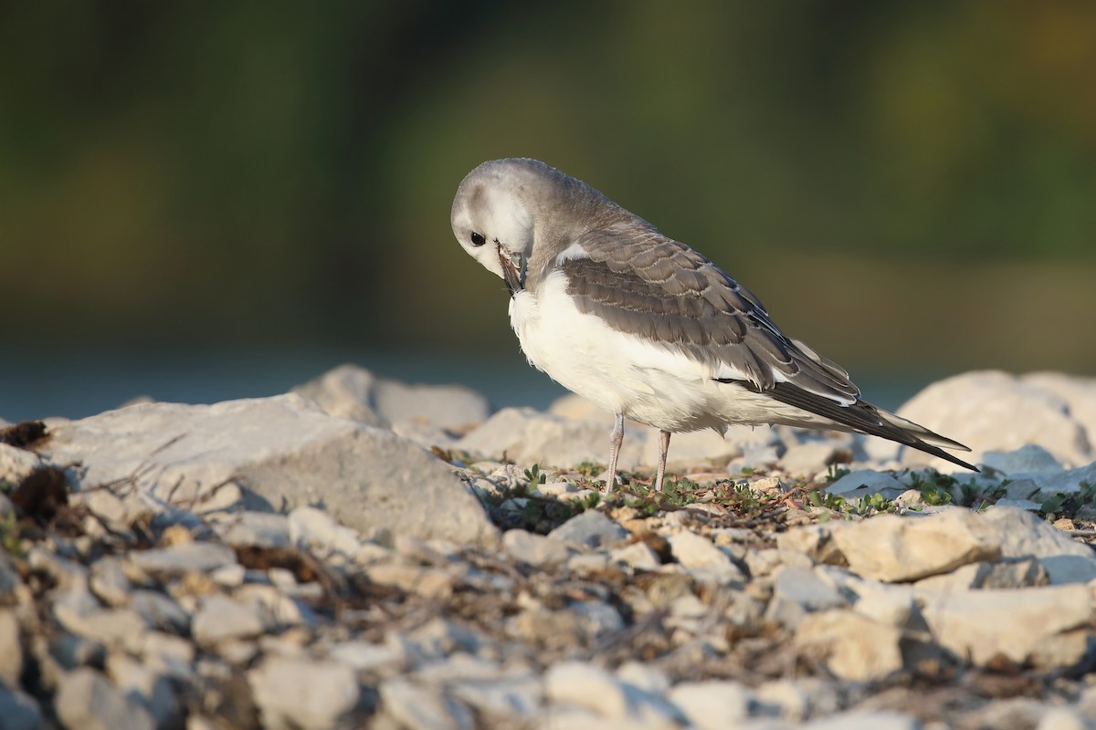 Sabine's Gull - ML641850806