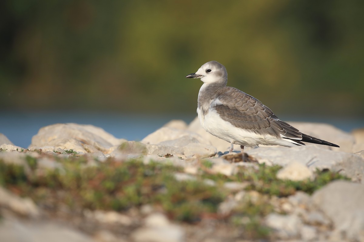 Sabine's Gull - ML641850807