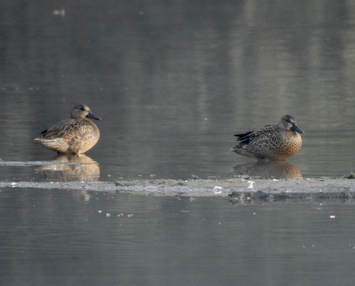 Blue-winged Teal - ML641850810