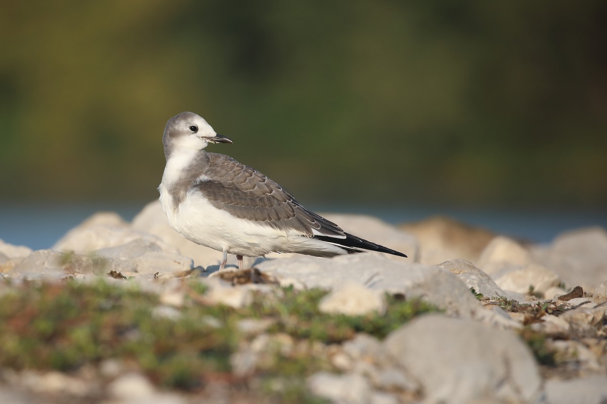 Sabine's Gull - ML641850817