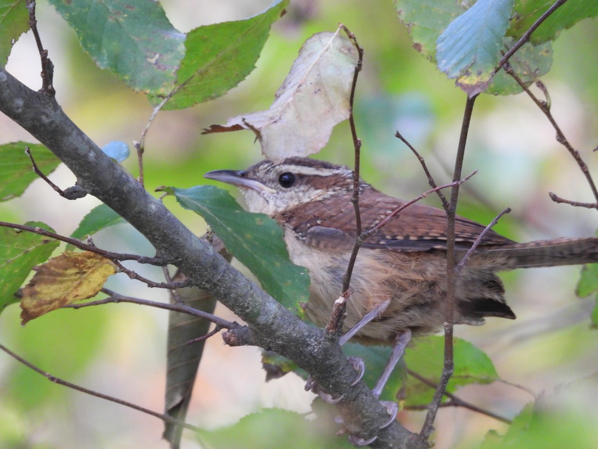 Carolina Wren - ML641850840