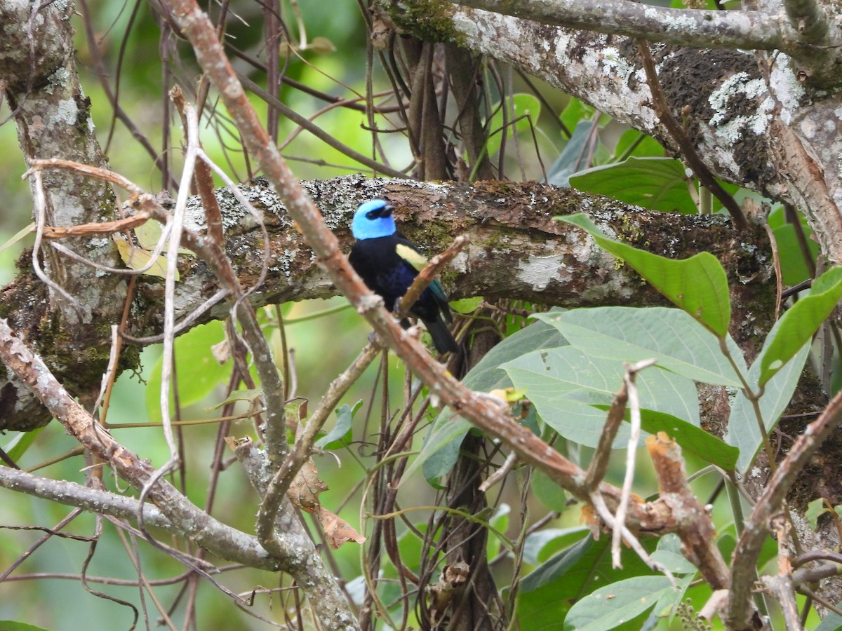 Blue-necked Tanager - ML641850852