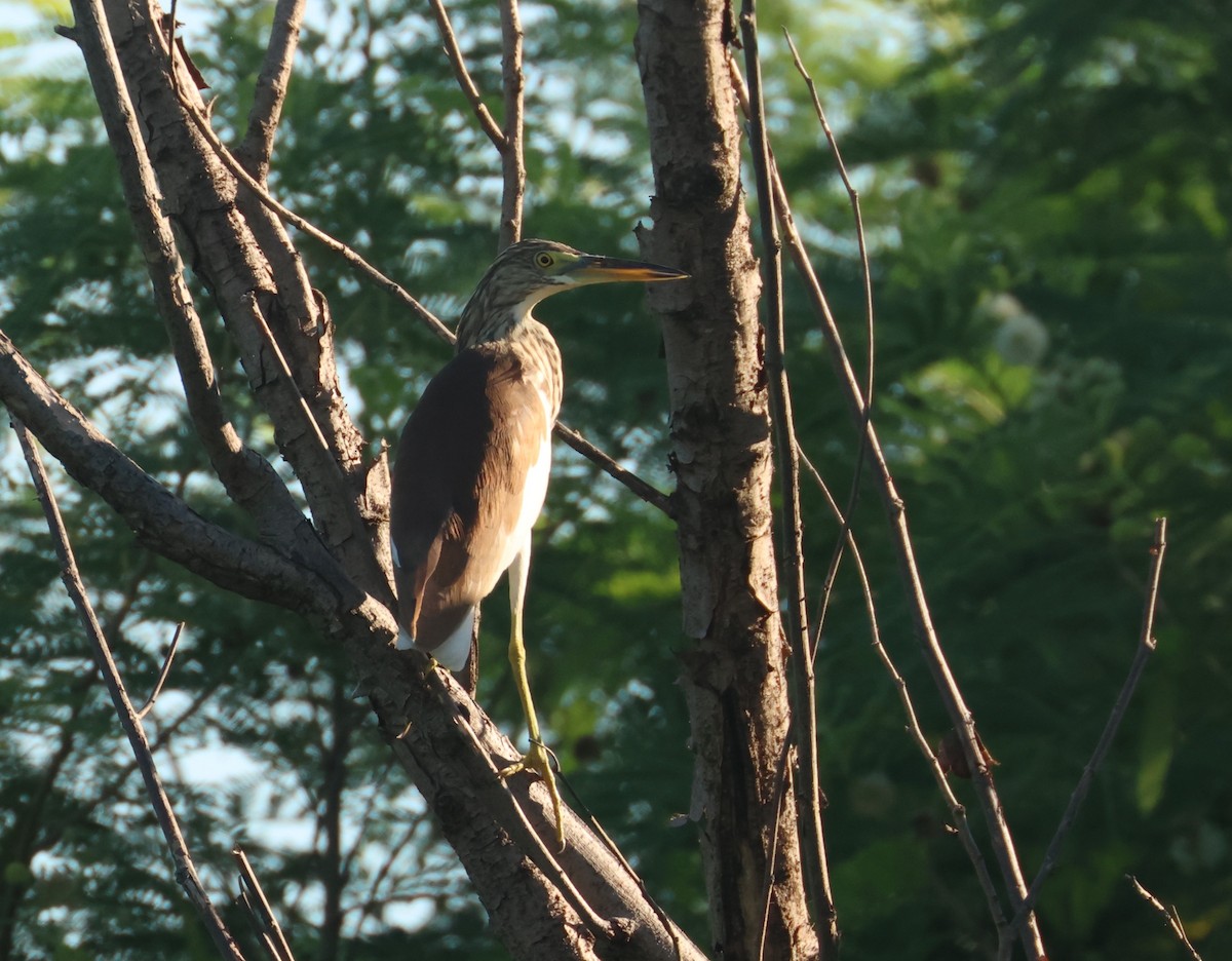 Chinese Pond-Heron - ML641850857