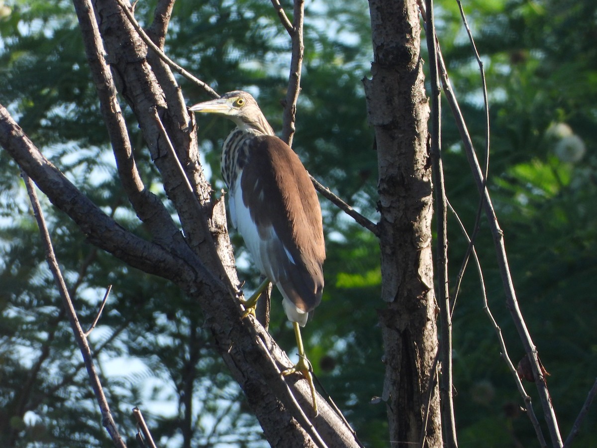 Chinese Pond-Heron - ML641850859