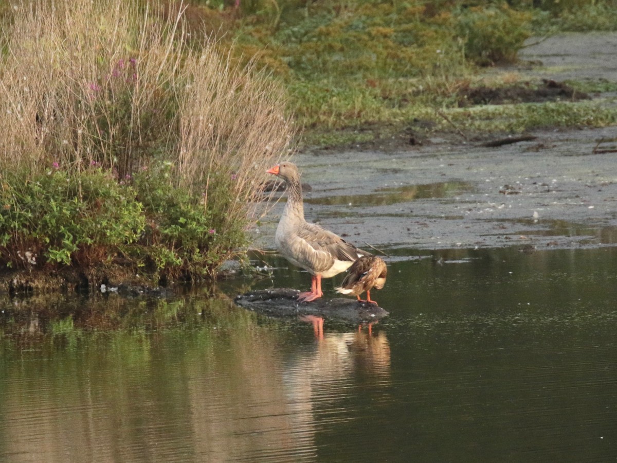 Graylag Goose (Domestic type) - ML641850861