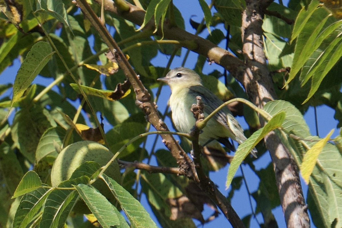 Vireo de Filadelfia - ML641850873