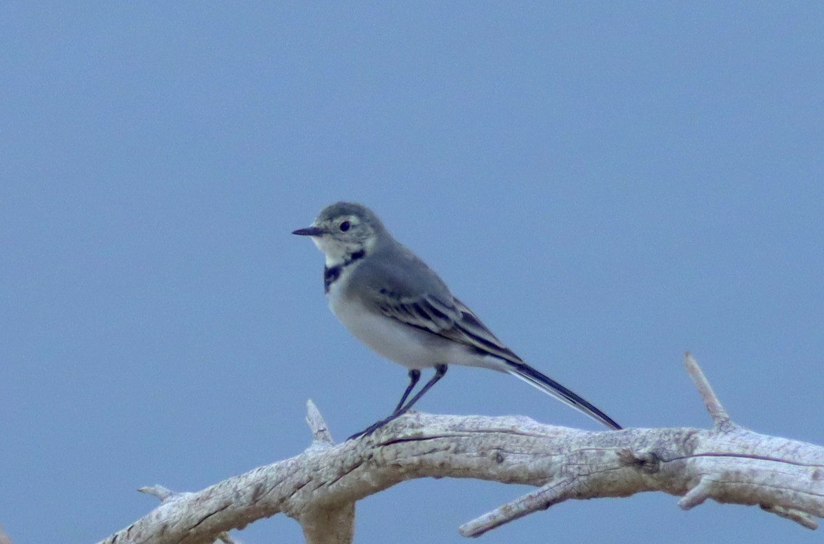 White Wagtail - ML641850892
