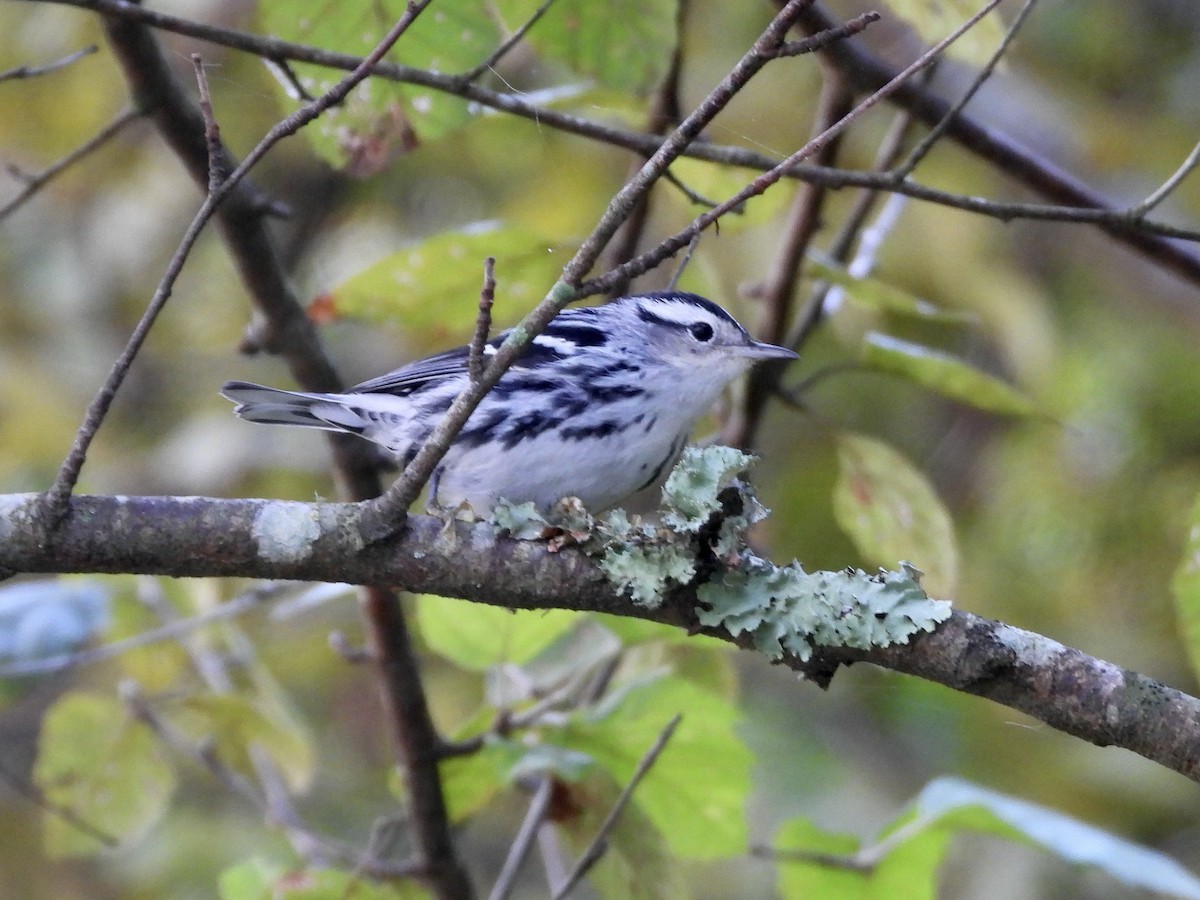 Black-and-white Warbler - ML641850901