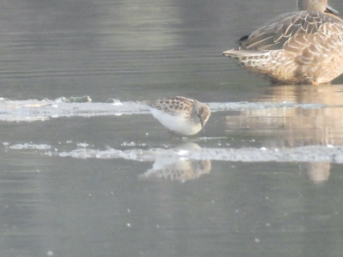 Least Sandpiper - ML641850927