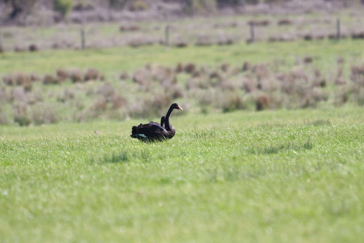 Cygne noir - ML641850929
