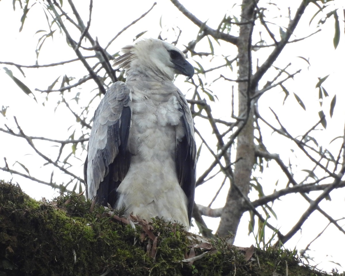 Harpy Eagle - ML641850940