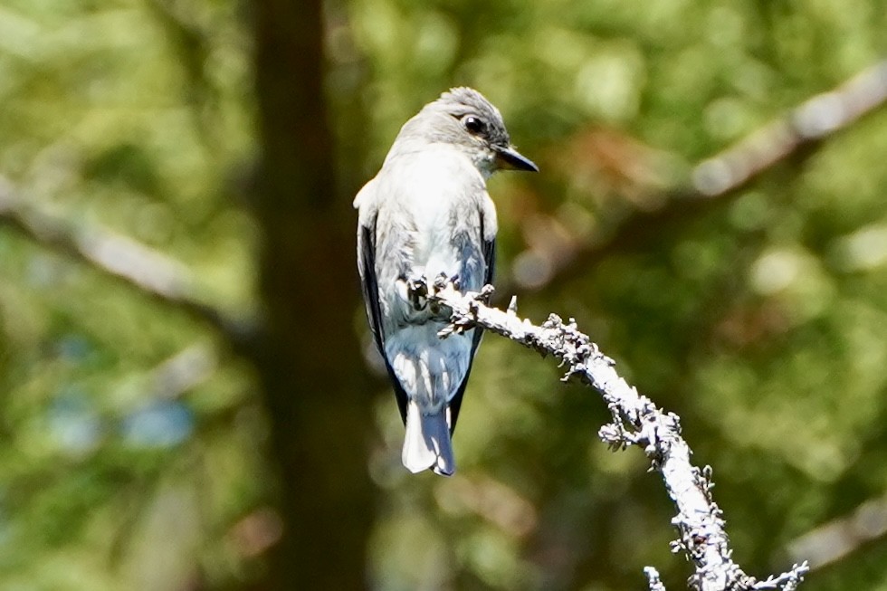Olive-sided Flycatcher - ML641850945
