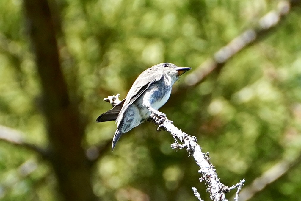 Olive-sided Flycatcher - ML641850946