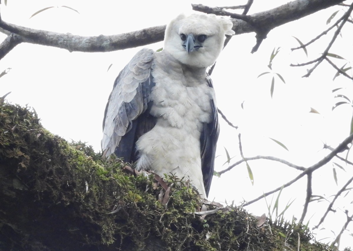 Harpy Eagle - ML641850950