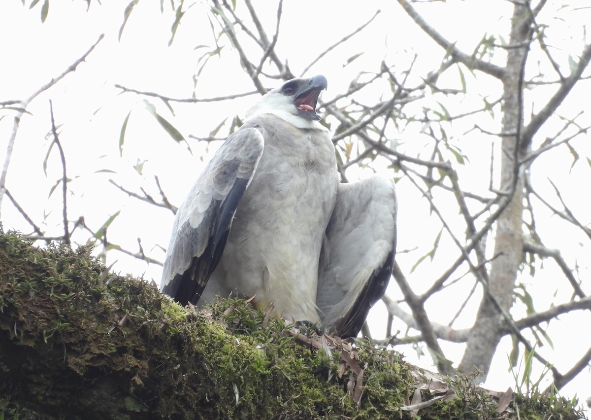 Harpy Eagle - ML641850959