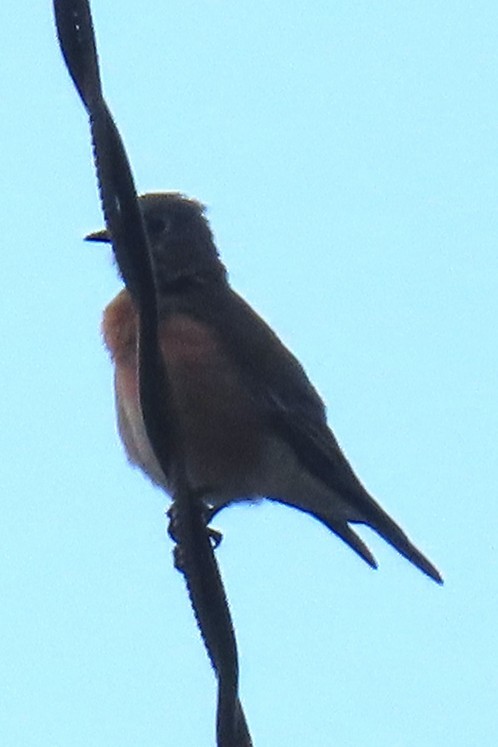 Western Bluebird - ML641850967