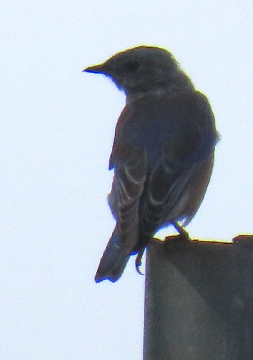 Western Bluebird - ML641850968