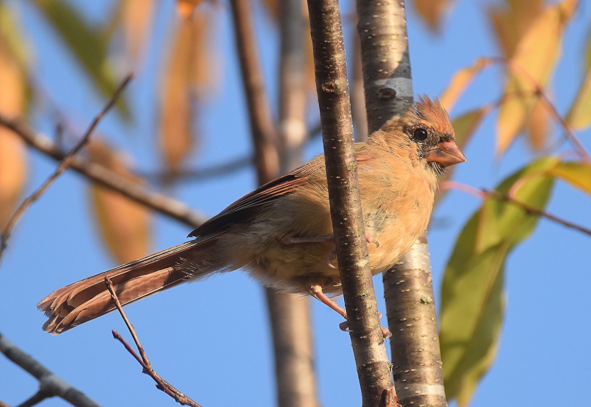 Northern Cardinal - ML641850982