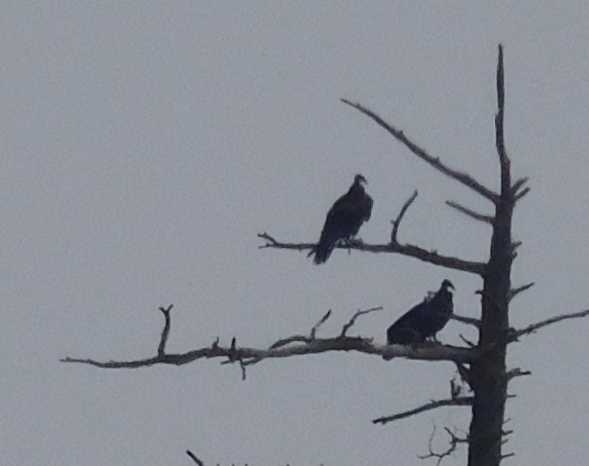 Turkey Vulture - ML641850983
