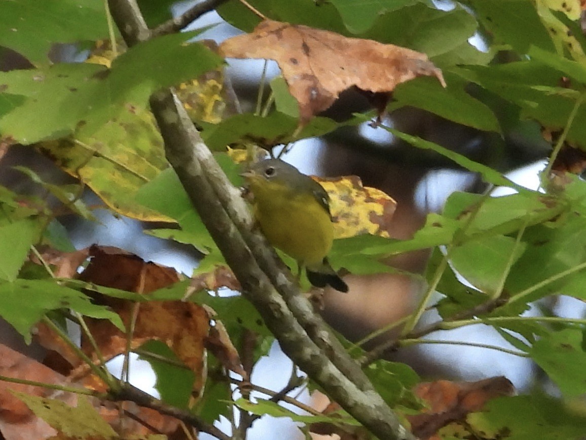 Magnolia Warbler - ML641850993