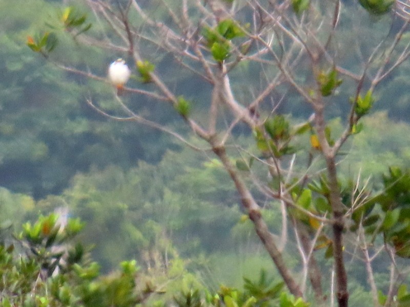 Pearl Kite - ML641851003