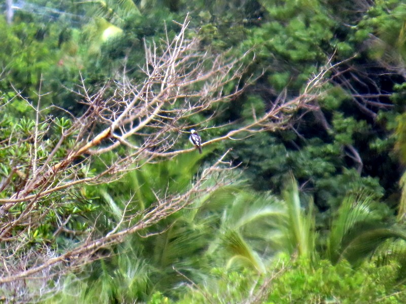 Pearl Kite - ML641851004