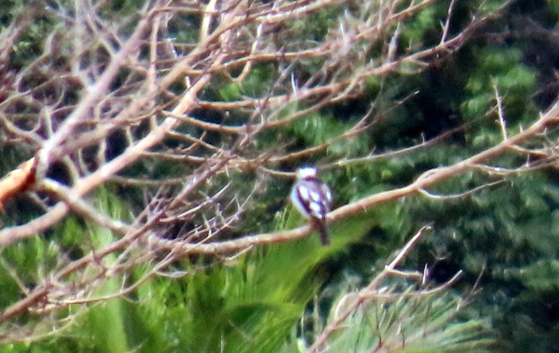 Pearl Kite - ML641851005