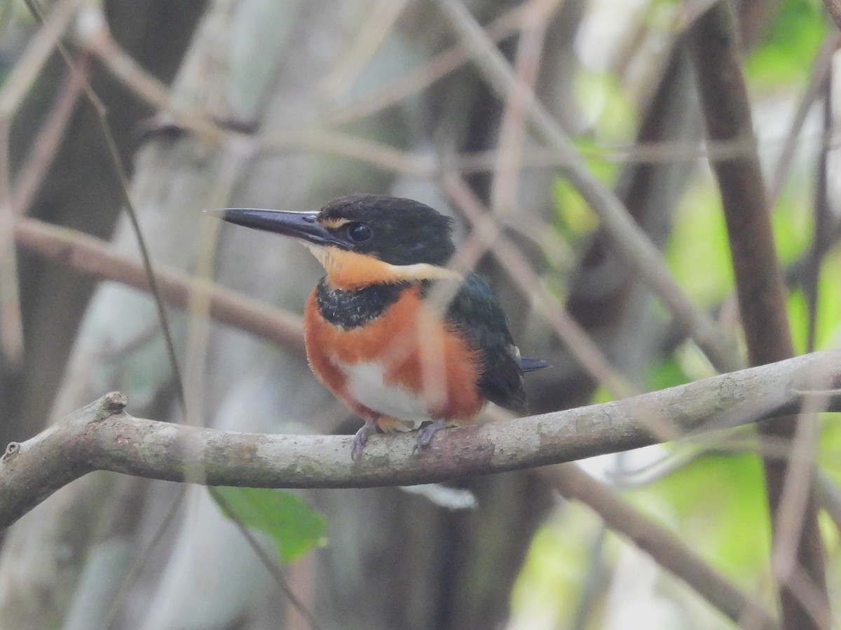 American Pygmy Kingfisher - ML641851021