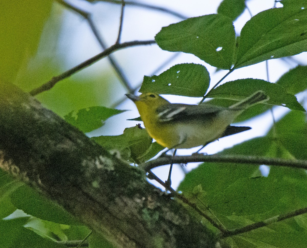 Yellow-throated Vireo - ML641851022