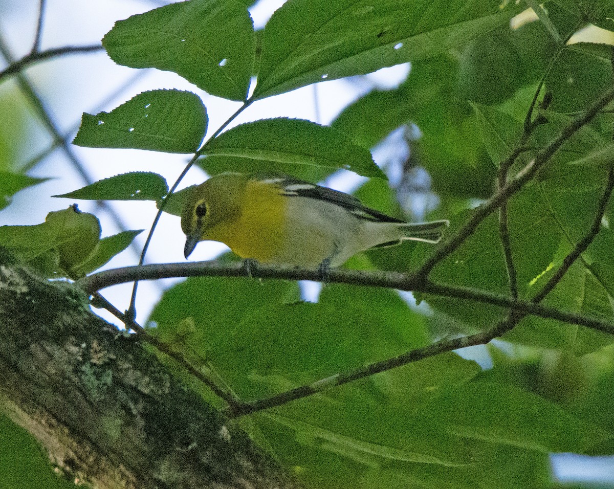 Yellow-throated Vireo - ML641851023